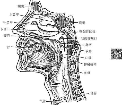 咽門|咽門:一、解剖結構,二、咽部吞咽運動,三、相關疾病與治療,